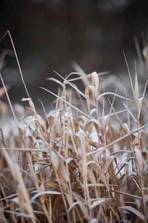 wintry landscape in kerava 01.jpg