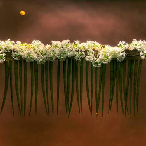 Flowers from IXIA.