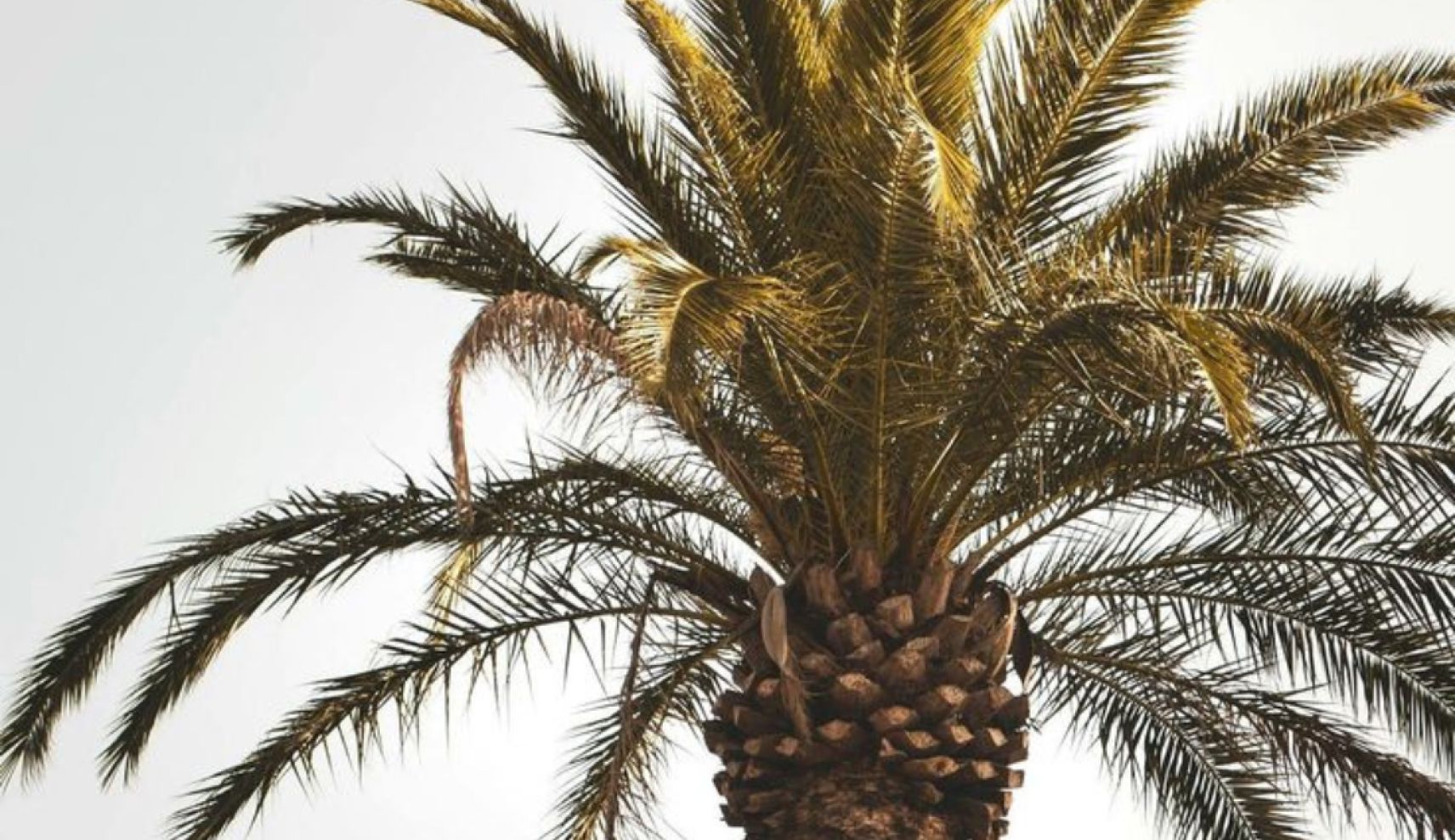 Photo of the Miami sky with a palm tree