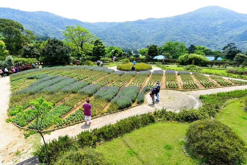 期間限定 紫色浪漫在內雙溪自然中心 Tripmoment 時刻旅行