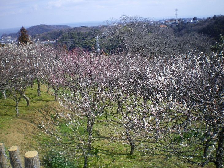 日本神奈川賞梅 賞櫻去 盤點神奈川縣內的六大賞花景點 Tripmoment 時刻旅行 時刻旅行 享受旅行時刻