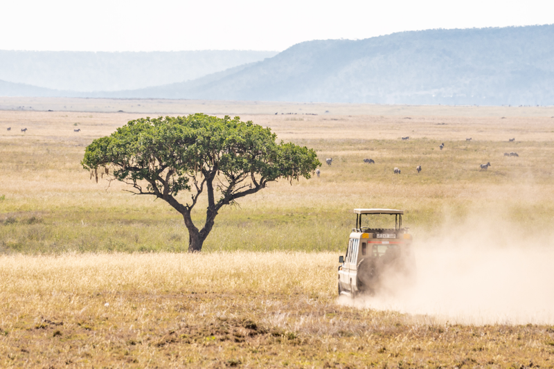 Day 4: Kruger National Park - Sept 17, 2024 thumbnail