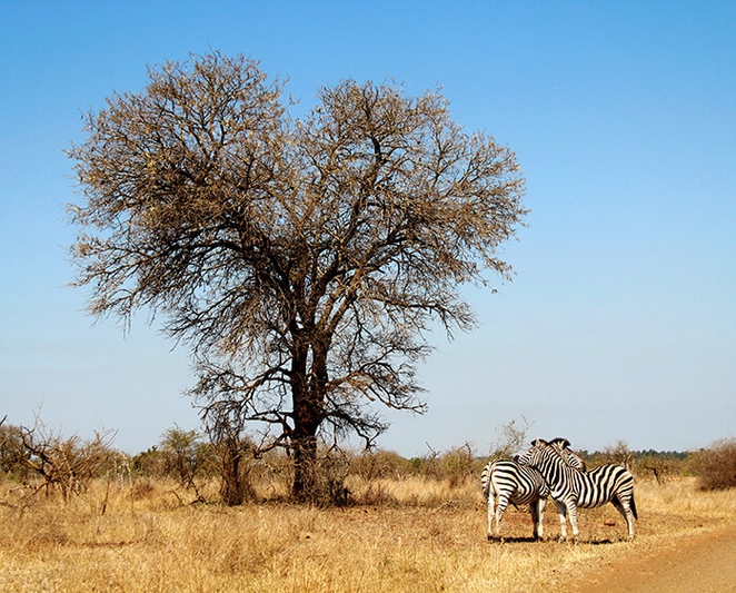 Day 5: Travel to Kruger National Park - July 17, 2024 thumbnail