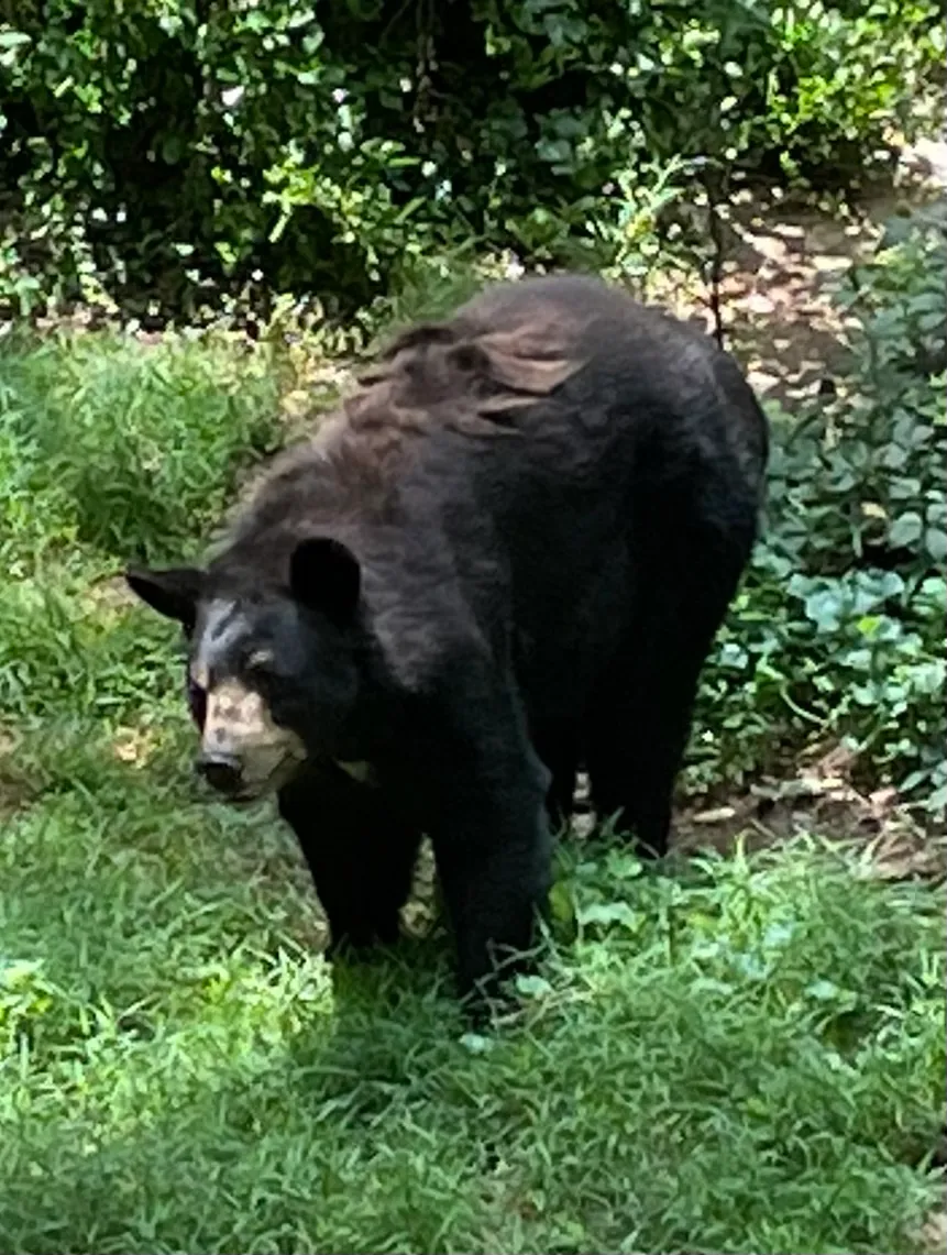 Bear Hollow Zoo gallery image 2