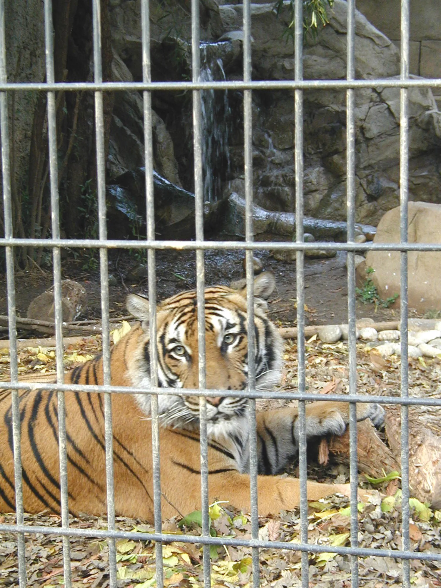 Charles Paddock Zoo gallery image 1