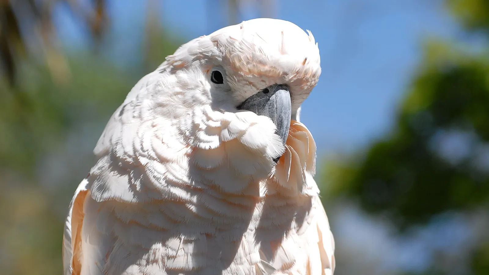 Charles Paddock Zoo