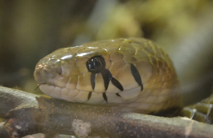 Chattanooga Zoo gallery image 1