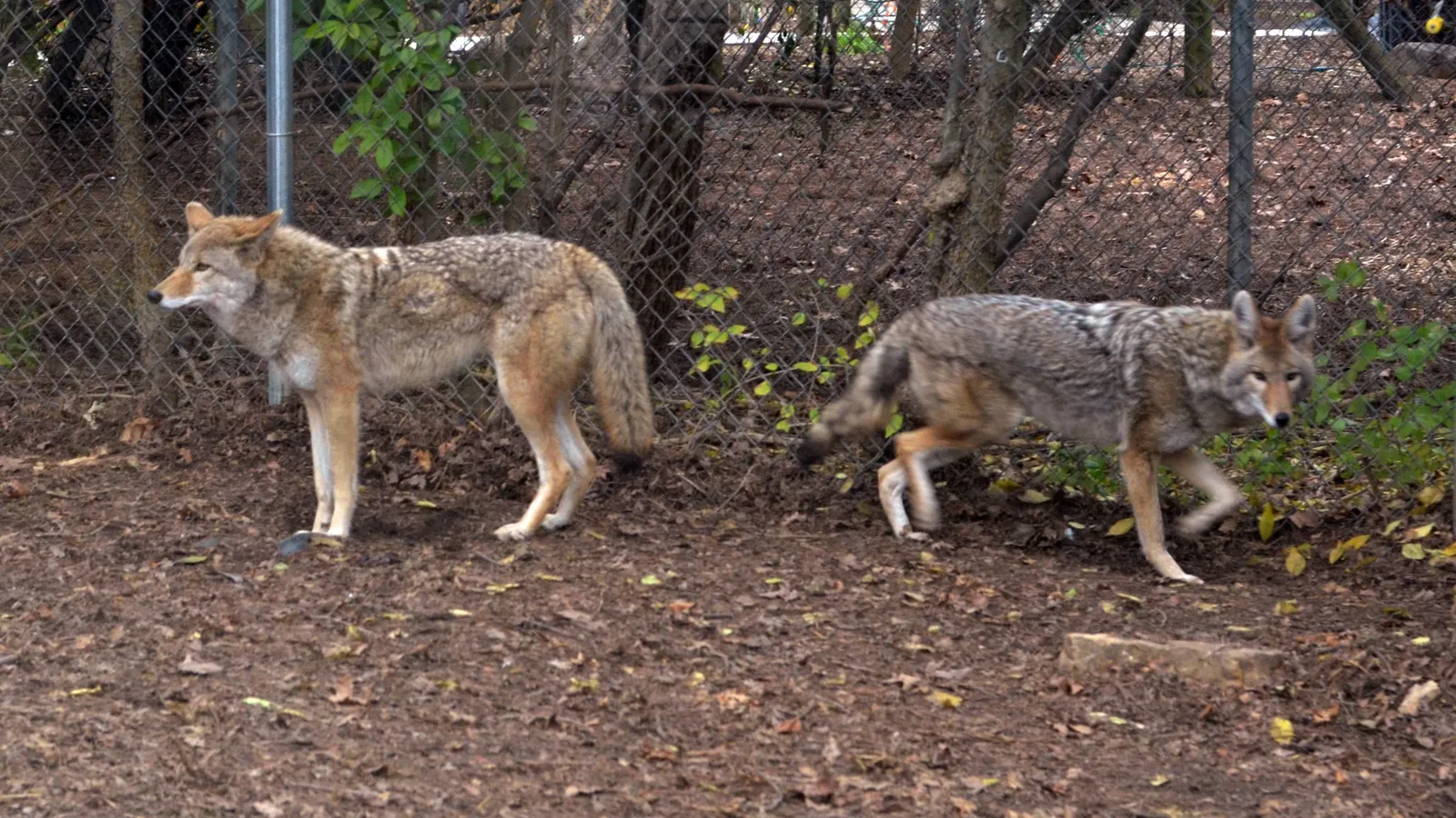 Chattanooga Zoo — hero image