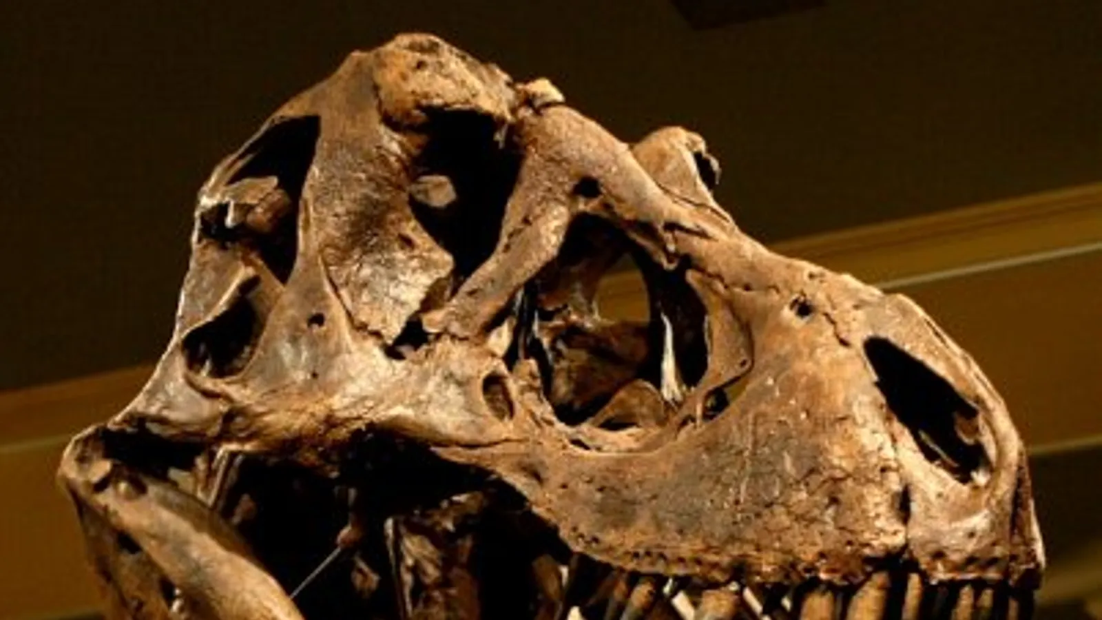 Dinosaur Discovery Museum — hero image