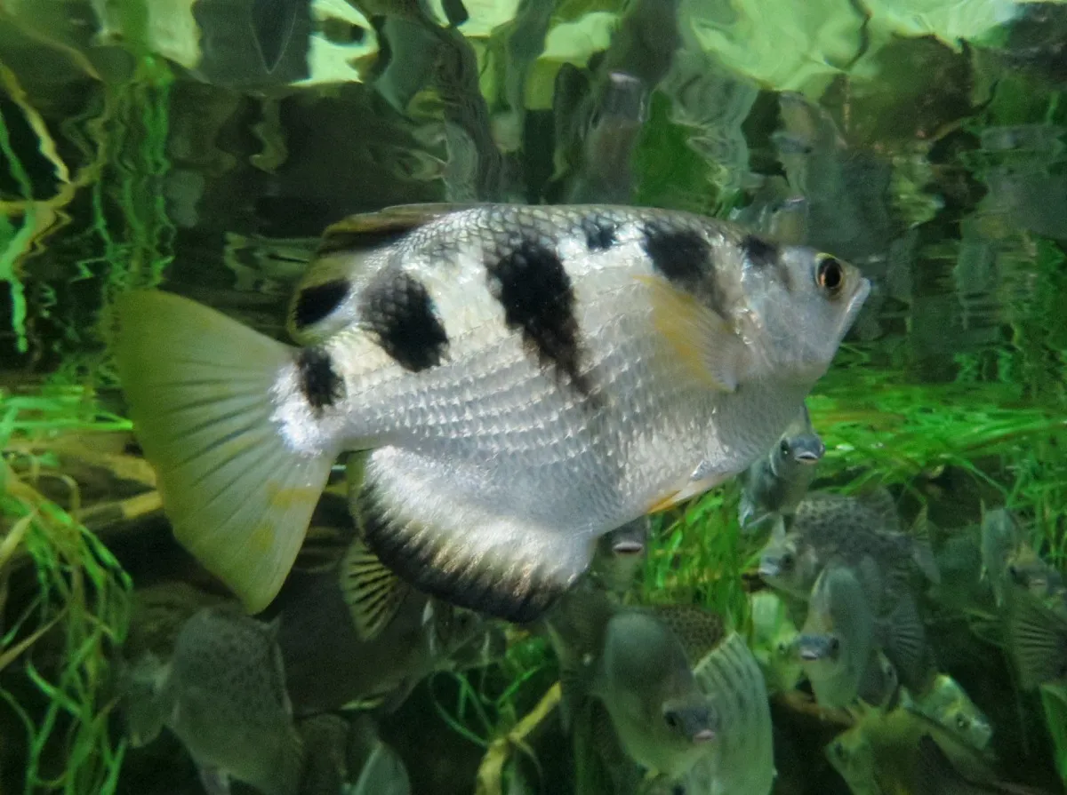 Downtown Aquarium gallery image 1