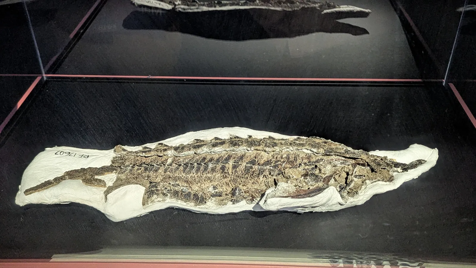 Field Museum gallery image 2