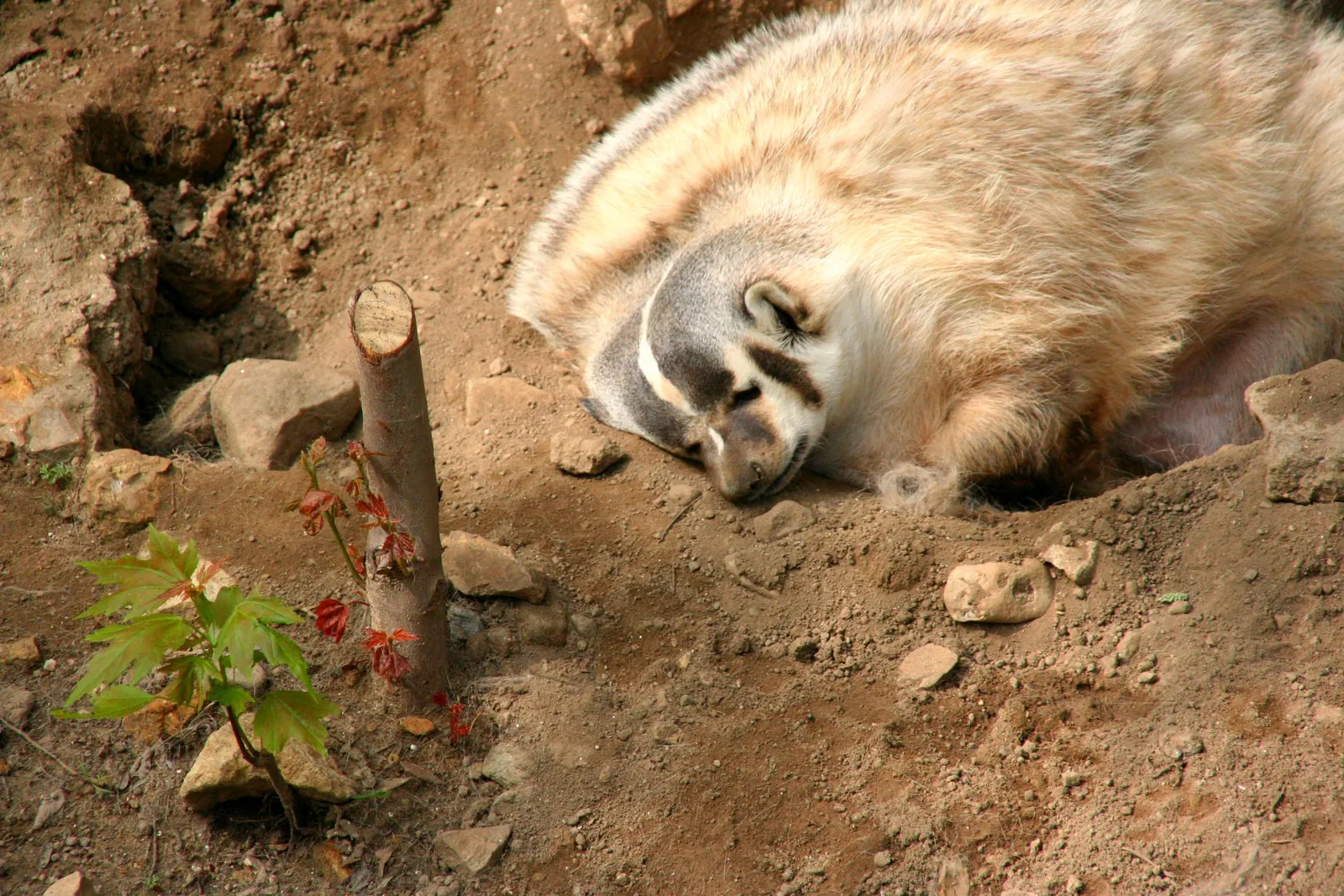 Henry Vilas Zoo gallery image 2