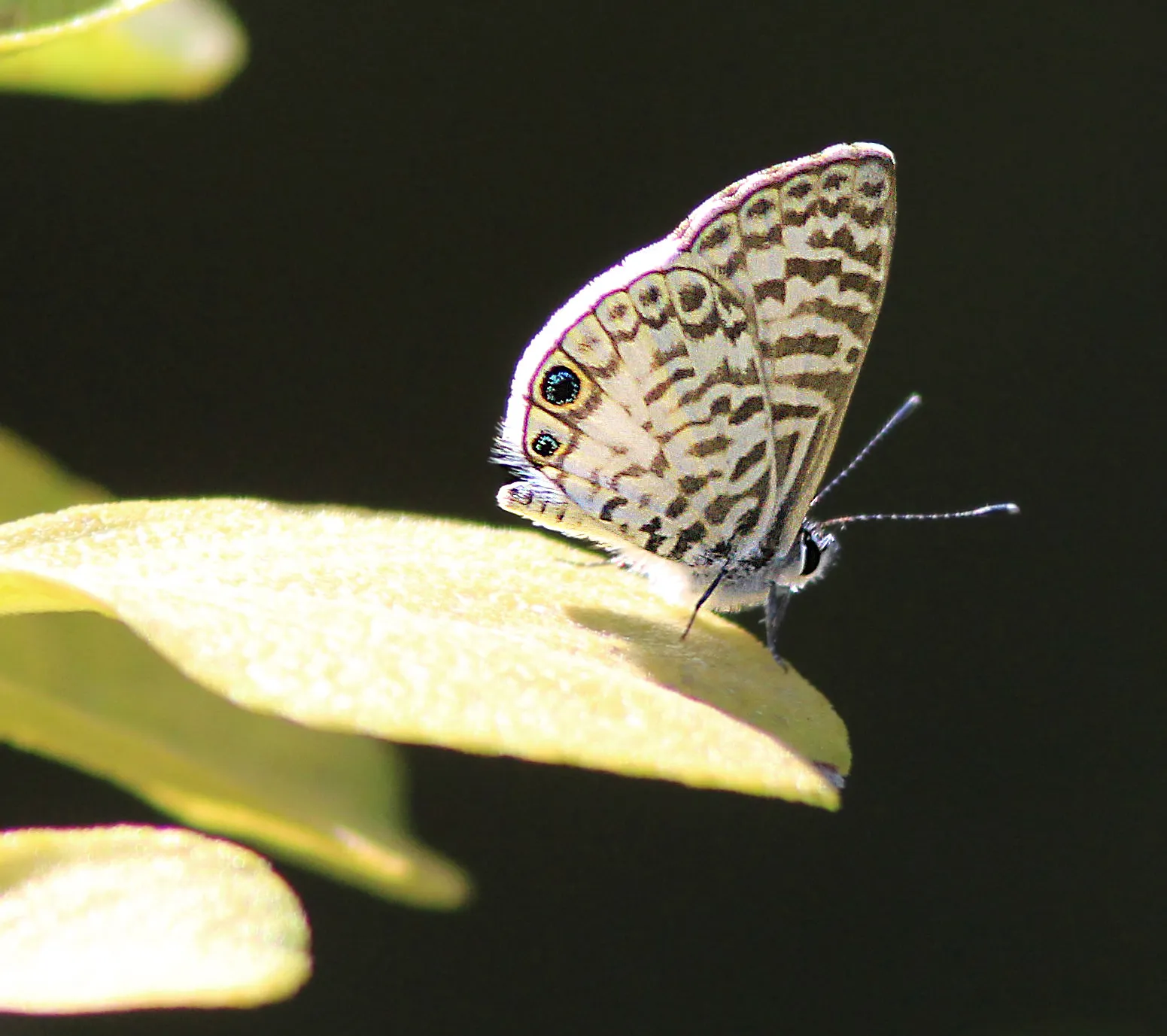 Key West Tropical Forest & Botanical Garden gallery image 1