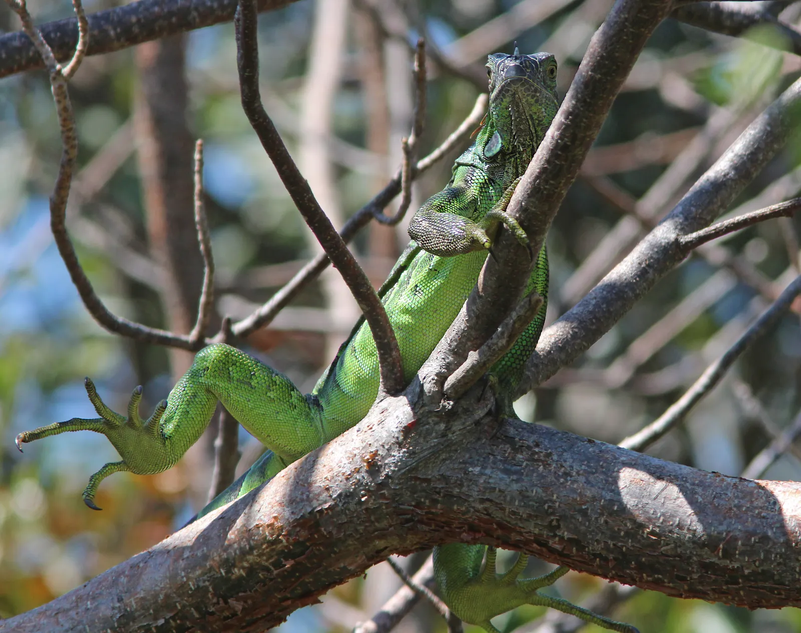 Key West Tropical Forest & Botanical Garden gallery image 2
