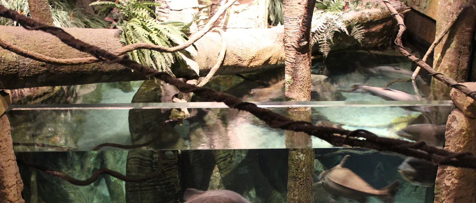 Long Island Aquarium gallery image 1