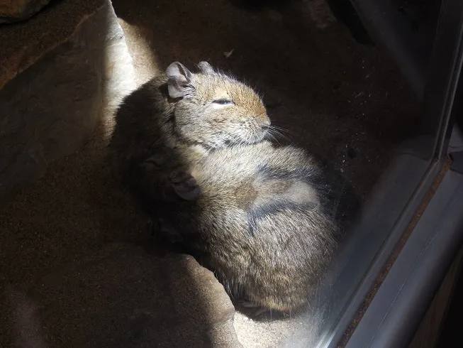 Miller Park Zoo — photo 1