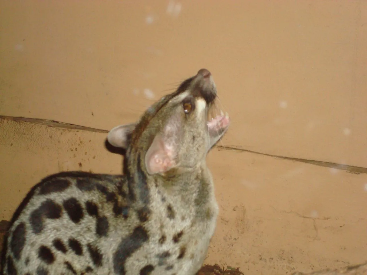 Miller Park Zoo — photo 2