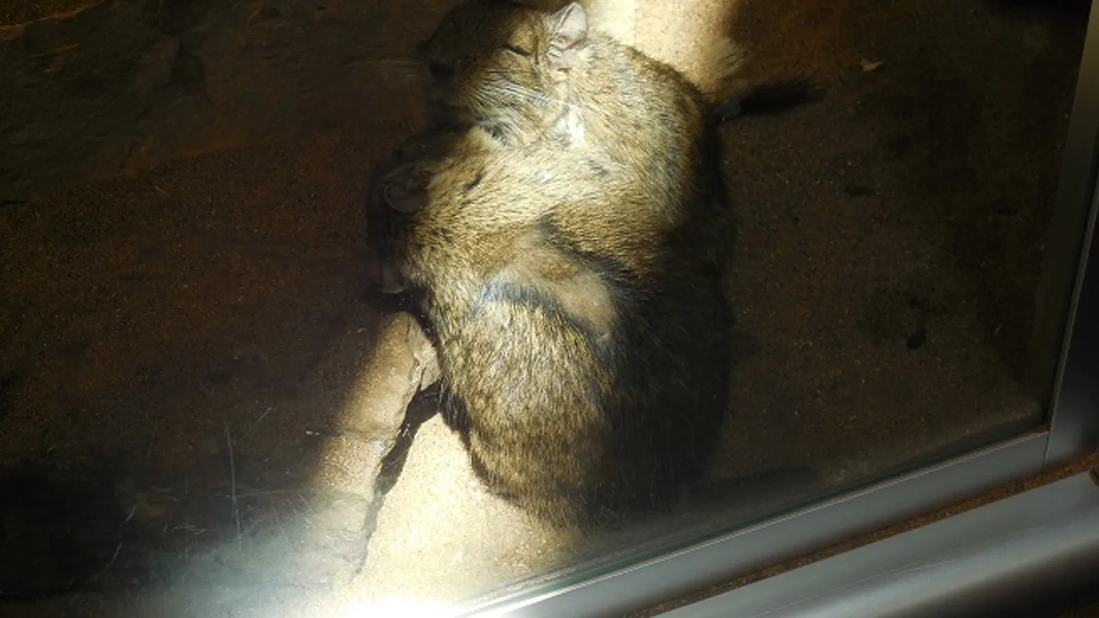 Miller Park Zoo — hero image