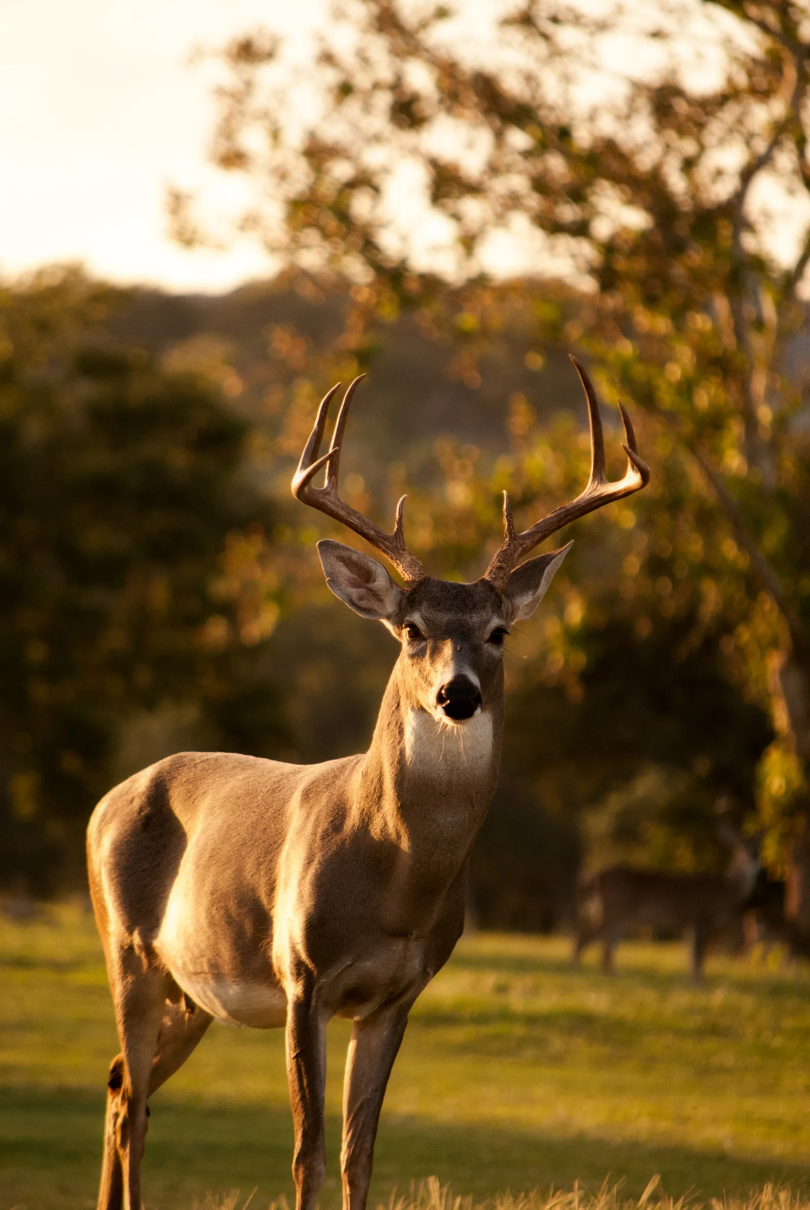 New Braunfels — photo 2