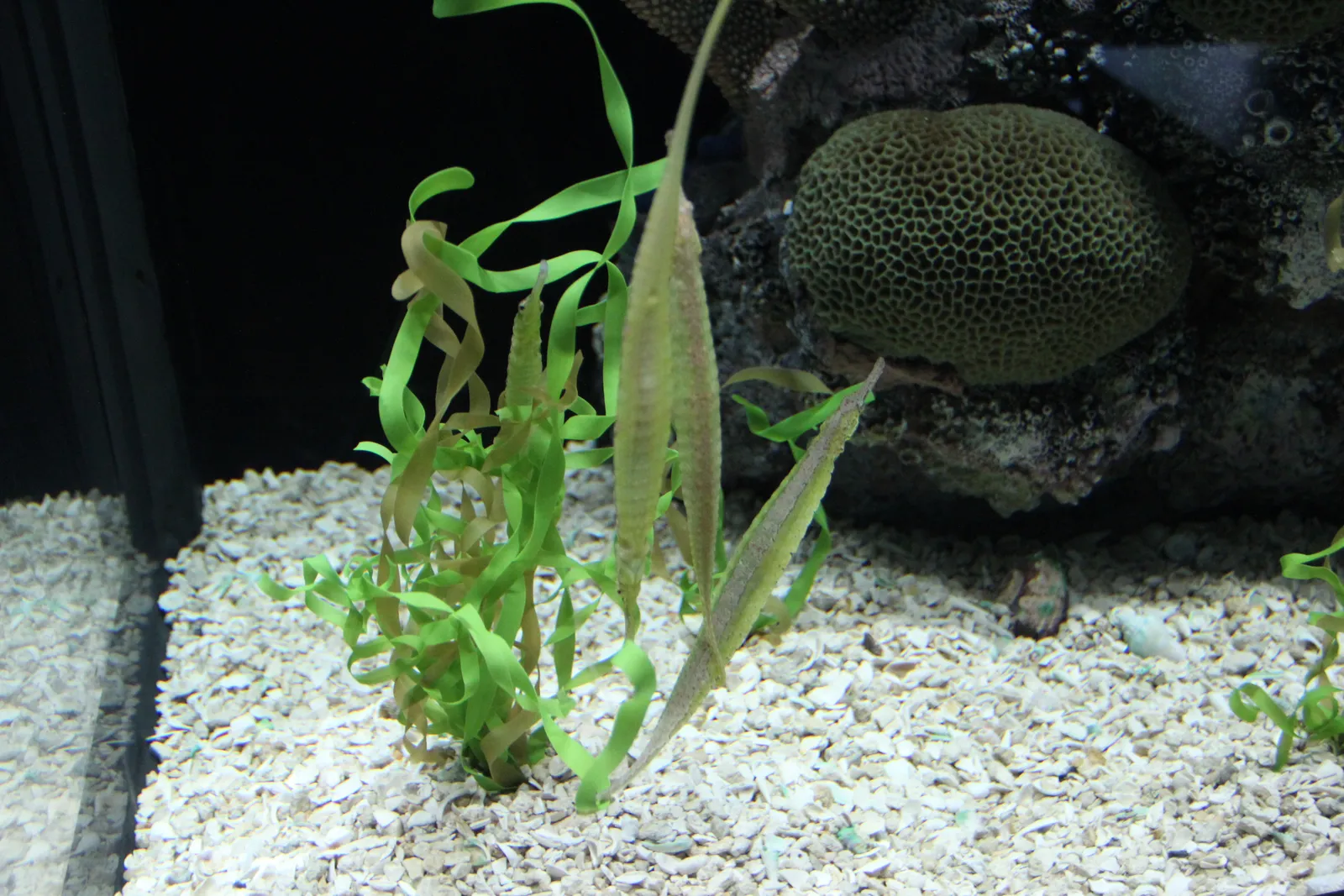 Tennessee Aquarium gallery image 2
