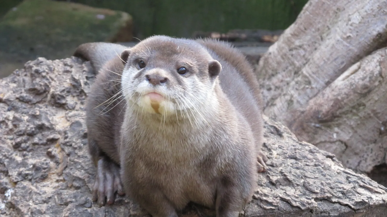 Topeka Zoo — hero image