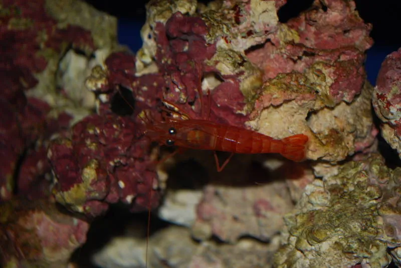 Waikīkī Aquarium gallery image 2