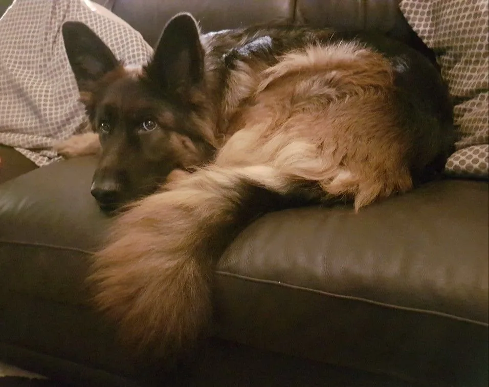 German Shepherd