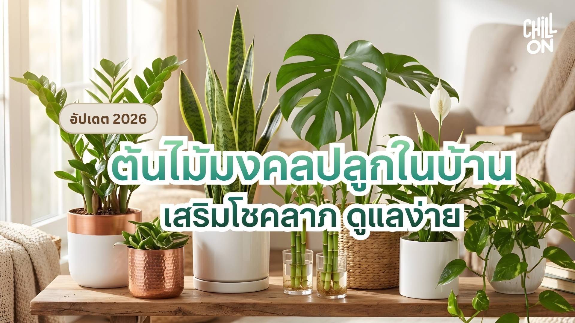 ต้นไม้มงคลปลูกในบ้าน เสริมโชคลาภ ดูแลง่าย (อัปเดต 2026)