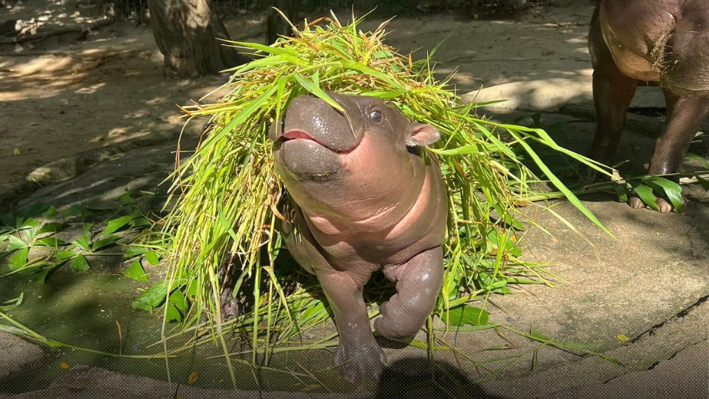 เมกาเขารักฉัน! ‘หมูเด้ง’ ติด 1 ใน 63 คนดังที่มีสไตล์แห่งปี จัดอันดับโดย New York Times เชียวนะ