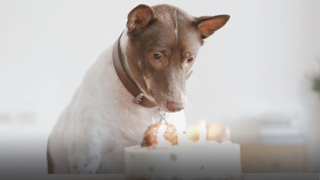 เพจ Gluta Story แจ้งข่าว ‘กอลลั่ม’ กลับดาวหมาแล้วหลังจากป่วยหลายโรคแทรกซ้อน