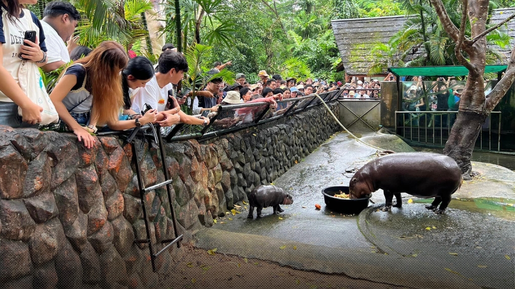 ‘น้องหมูเด้ง’ ฟีเวอร์! นักท่องเที่ยวไปเยี่ยมชมดาวเขาเขียวดวงใหม่ จนต้องกำหนดเวลา-เพื่อความเป็นระเบียบและปลอดภัย