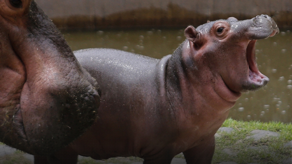 เพจ ขาหมู แอนด์เดอะแก๊ง เตือนแฟน ๆ ระวังเพจปลอมแอบอ้างจำหน่ายสินค้า-เปิดรับบริจาคเงิน