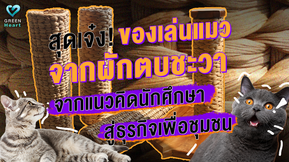 สุดเจ๋ง ของเล่นแมวจากผักตบชวา จากแนวคิดนักศึกษาสู่ธุรกิจเพื่อชุมชน