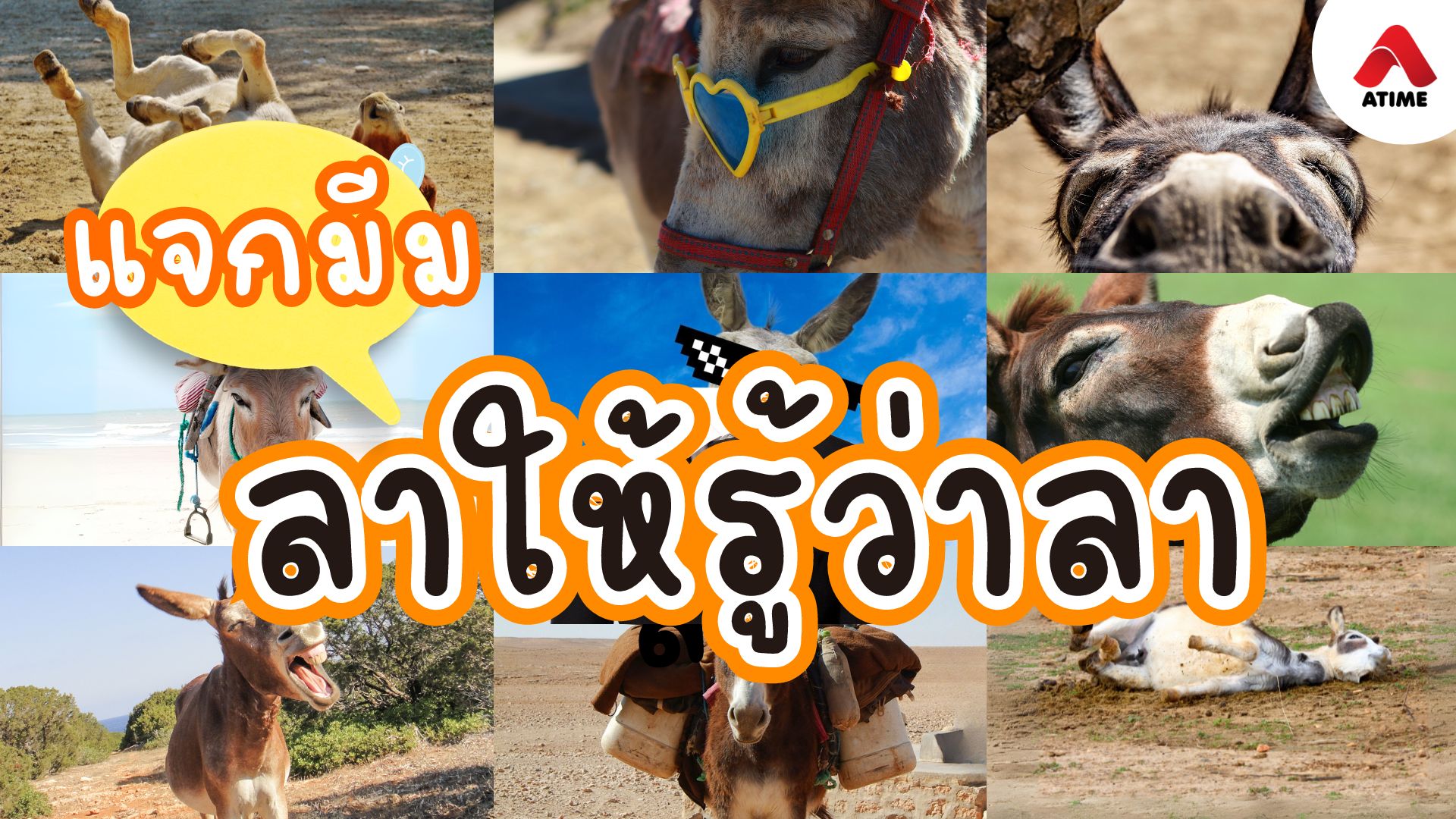 แจกมีมลา ลาให้ปังให้จึ้ง