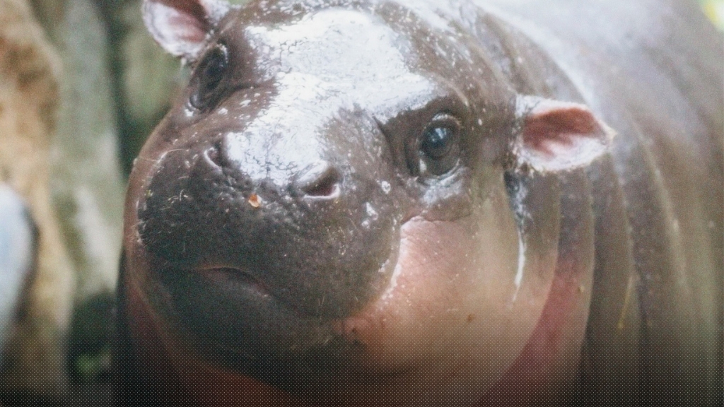 น้องหมูเด้ง ดาราสาวแห่งเขาเขียว กลายเป็นมีมแห่งปี ถูกโพสต์บน X มากกว่า 7.7 ล้านครั้ง