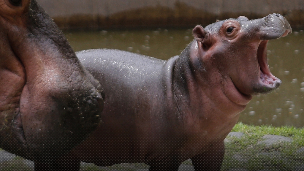 องค์การสวนสัตว์ฯ เปิดให้แฟน ๆ โหวตโลโก้ ‘หมูเด้ง’ สำหรับใช้เป็นสัญลักษณ์ประจำตัวและประกอบสินค้าต่าง ๆ
