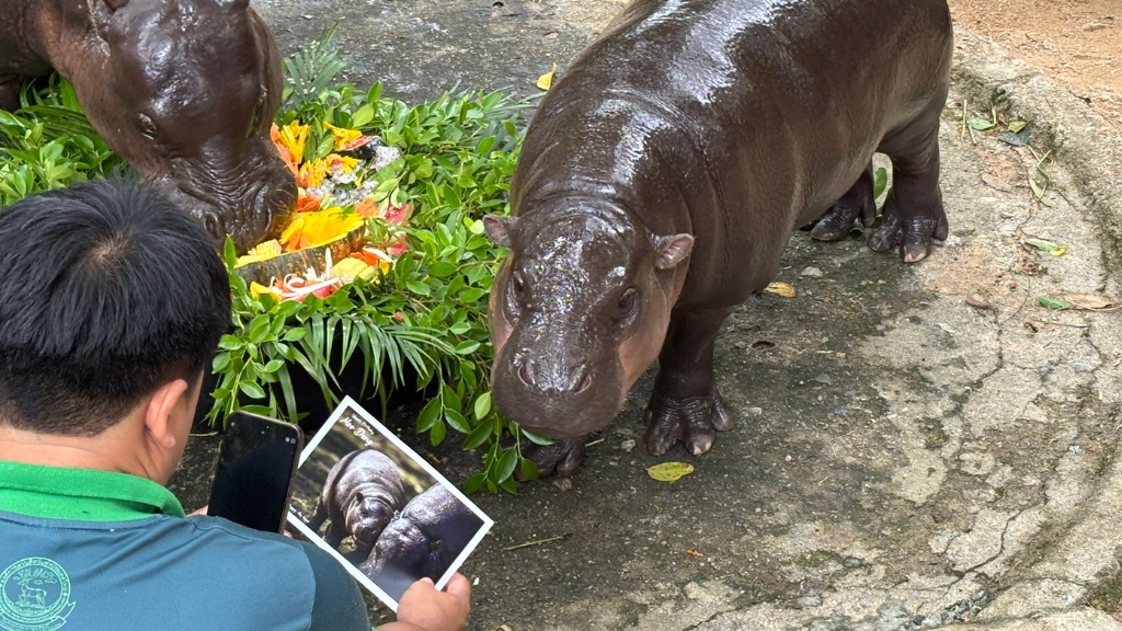 มาร์ค กูดดิ้ง เอกอัครราชทูตอังกฤษประจำประเทศไทย มอบการ์ดจาก ‘ฮักกิส’ ฮิปโปแคระจากเอดินบะระ อวยพรวันเกิดครบ 1 ปี ‘หมูเด้ง’ แห่งเขาเขียว