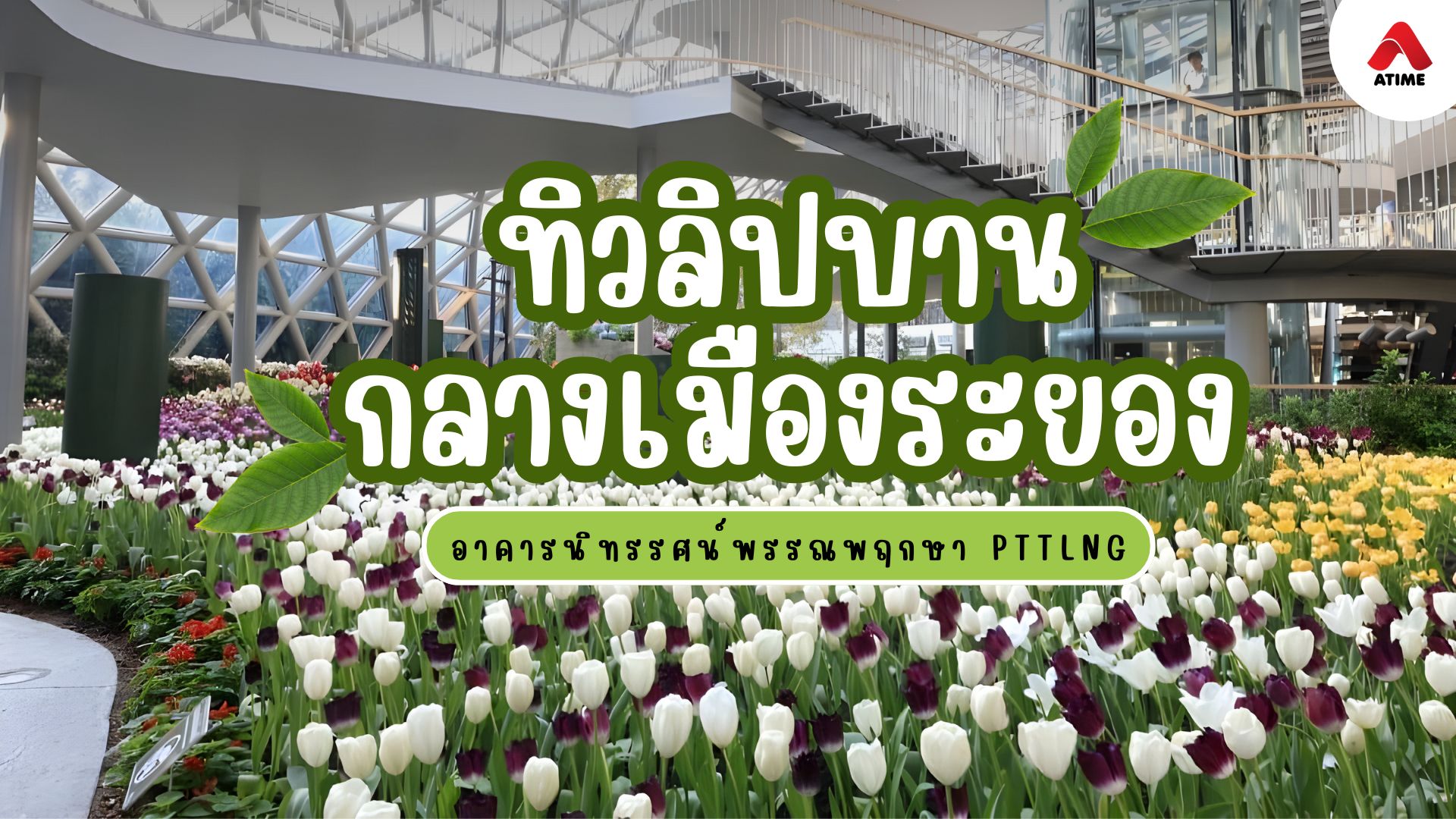 ทิวลิปบานกลางเมืองระยอง ที่ PTTLNG