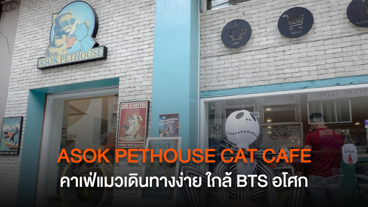 Asok Pethouse Cat Cafe คาเฟ่แมวเดินทางง่าย ใกล้ BTS อโศก