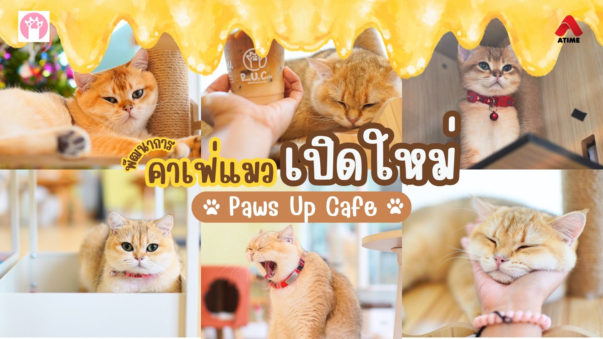 Paws Up Cafe คาเฟ่แมวสุดน่ารักในเมืองกรุง