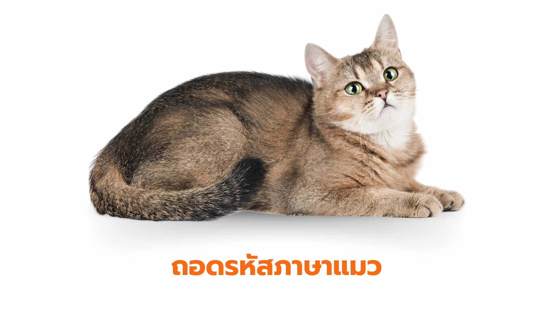ถอดรหัสภาษาแมว