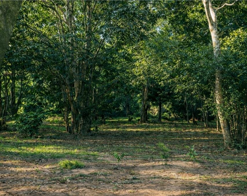 Porongo, Santa Cruz de la Sierra, Departamento de Santa Cruz — imagen 1