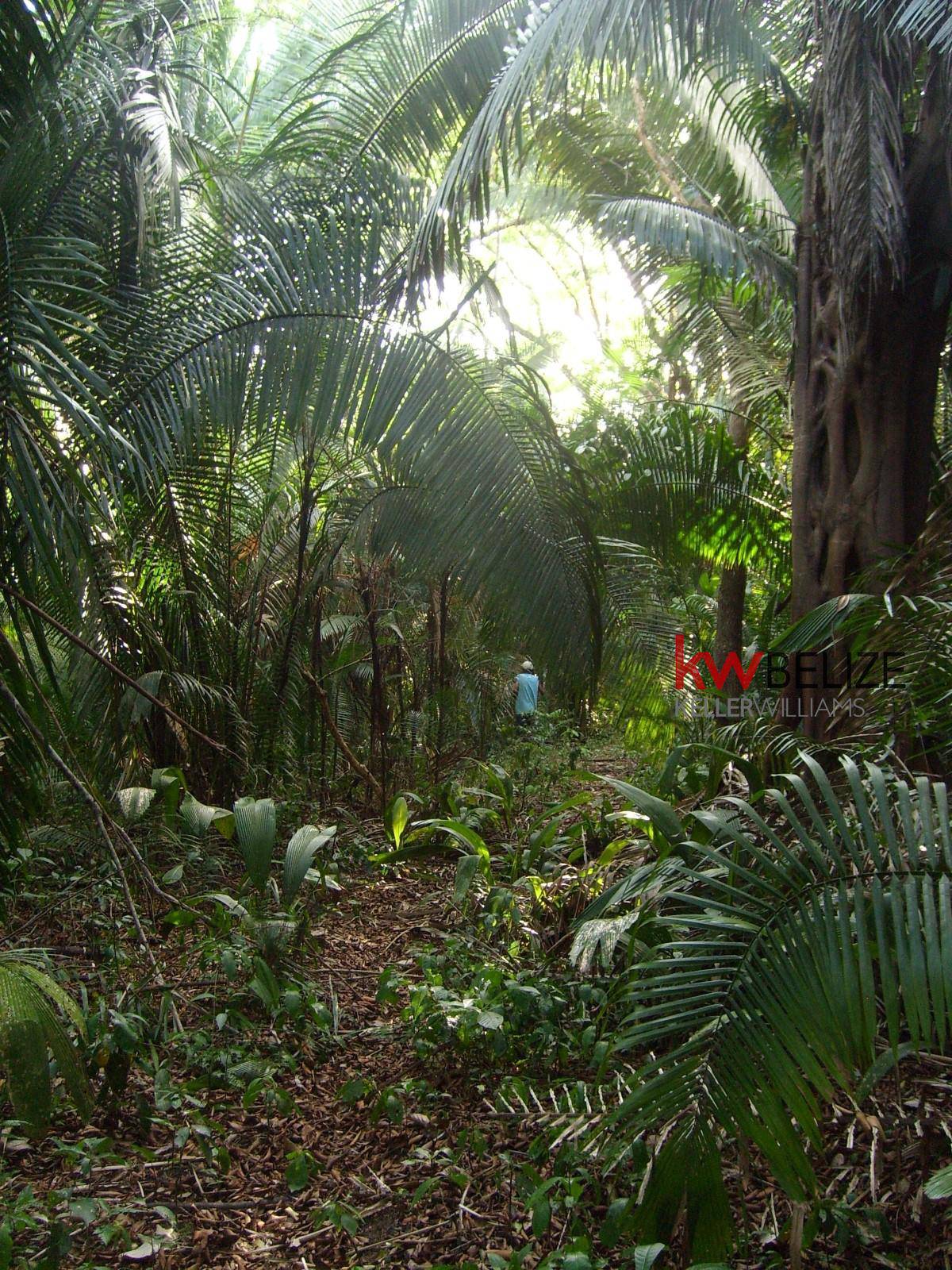 #Riverside Property with 7,000 Feet Riverfrontage Big Falls Belize District