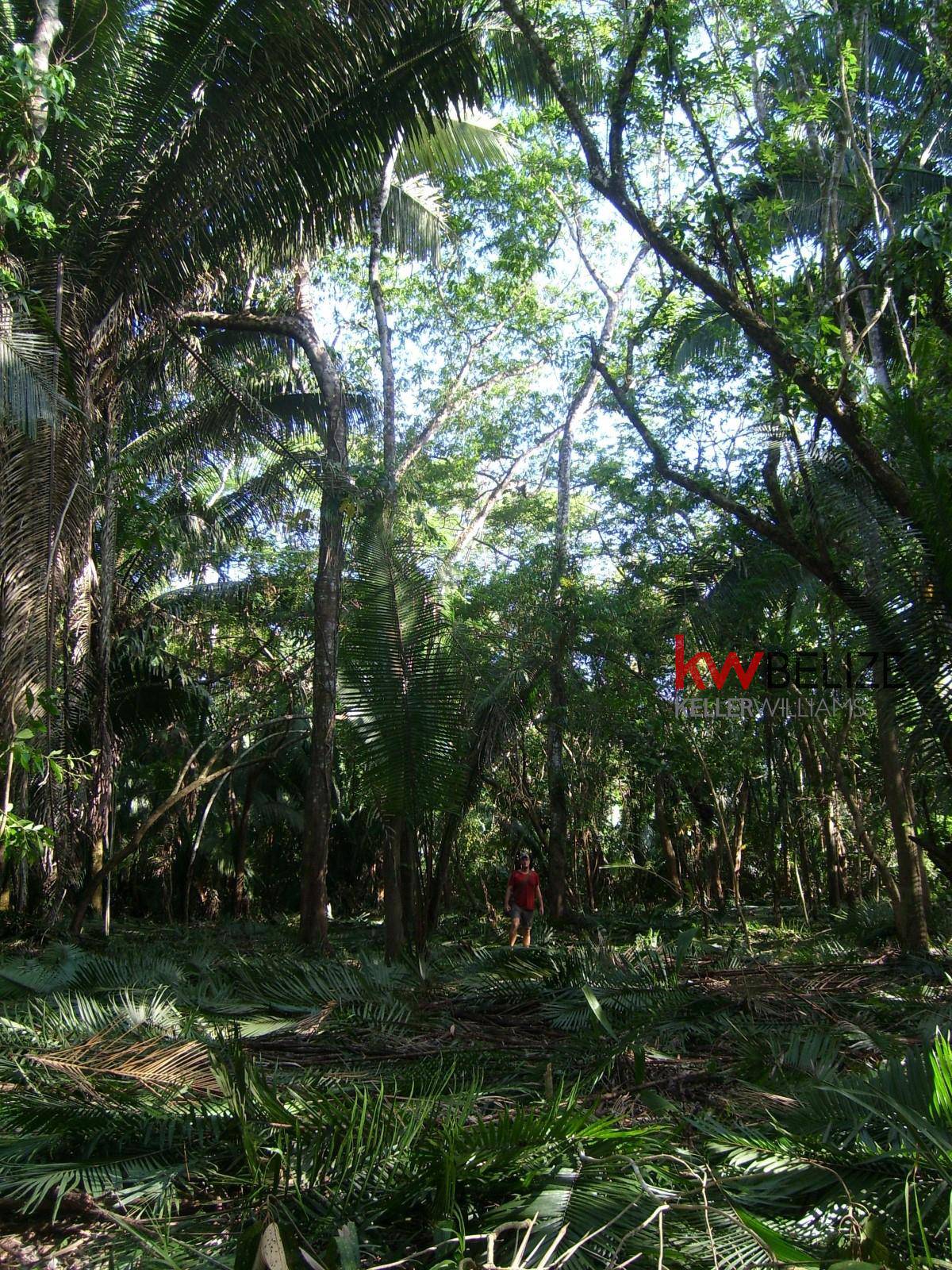 #Riverside Property with 7,000 Feet Riverfrontage Big Falls Belize District