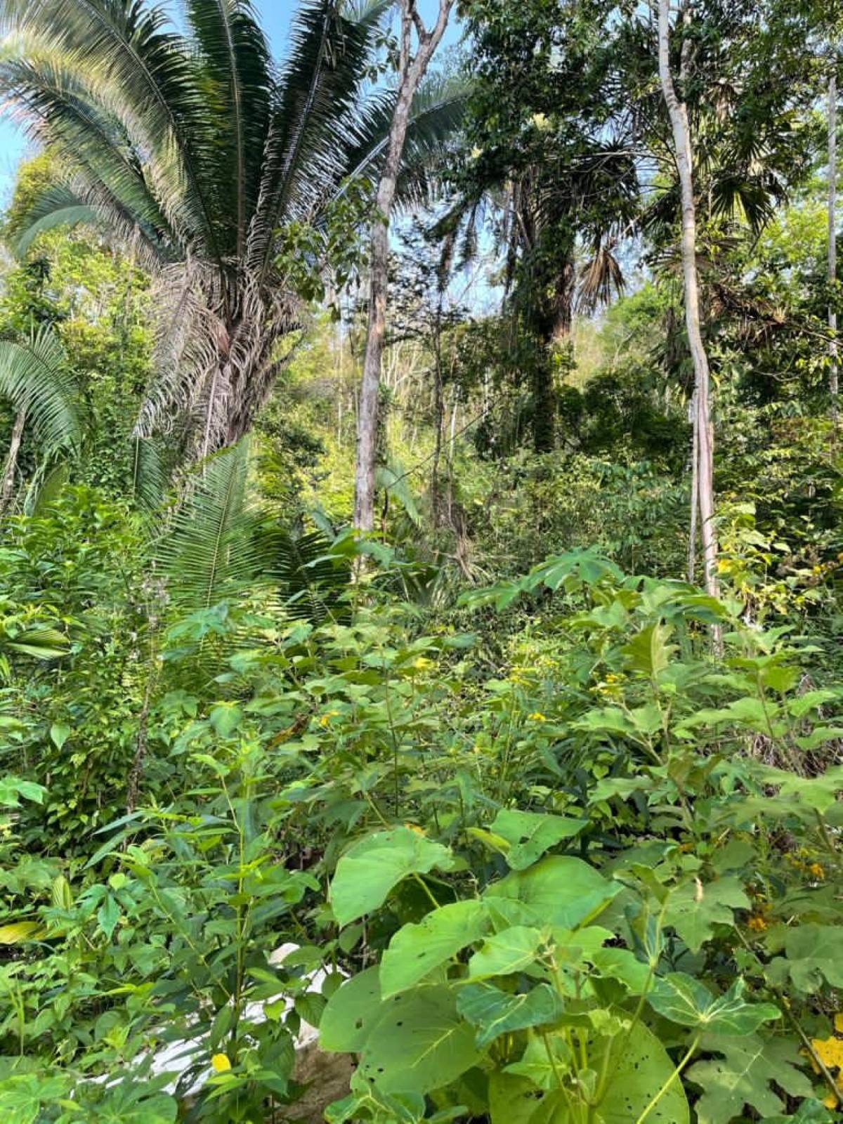 #56VG+66F Belmopan, Belize Belmopan Cayo District