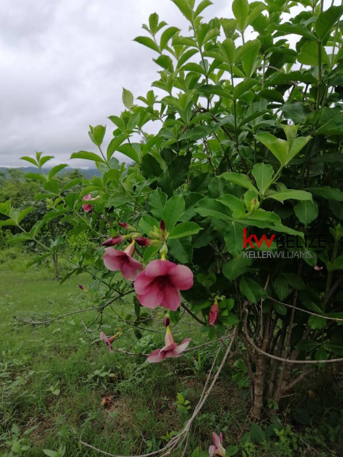 #Mountain Lots For Sale With Stunning Views Santa Elena Cayo District