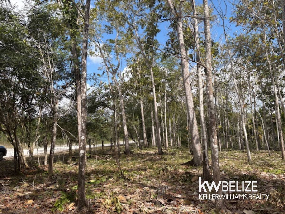 #25-Acre Teak and Mahogany Tree Farm Buena Vista Cayo District