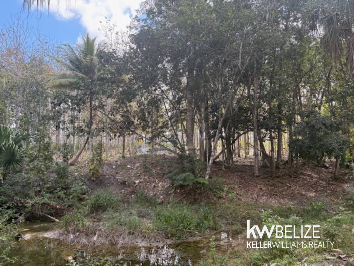 #25-Acre Teak and Mahogany Tree Farm Buena Vista Cayo District