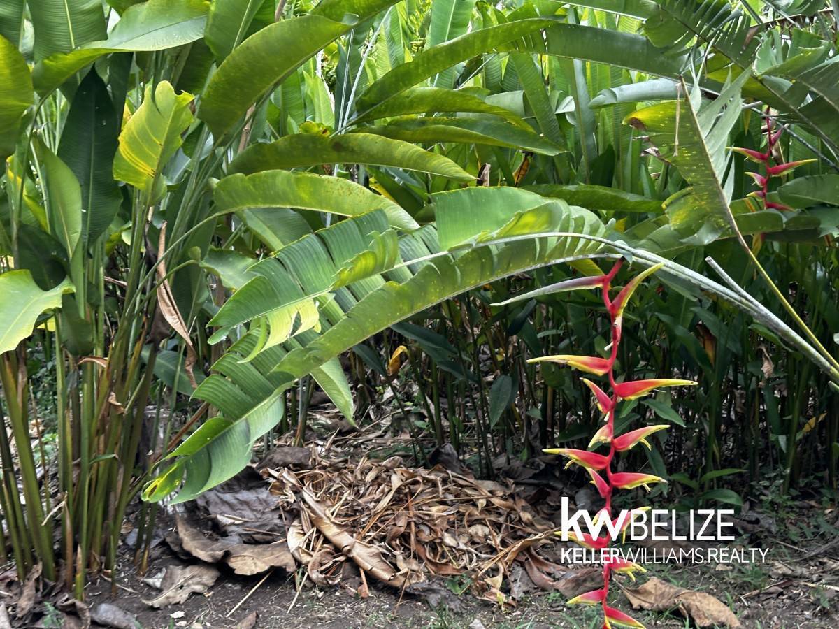 47W9+J85 Armenia, Belize Armenia Cayo District