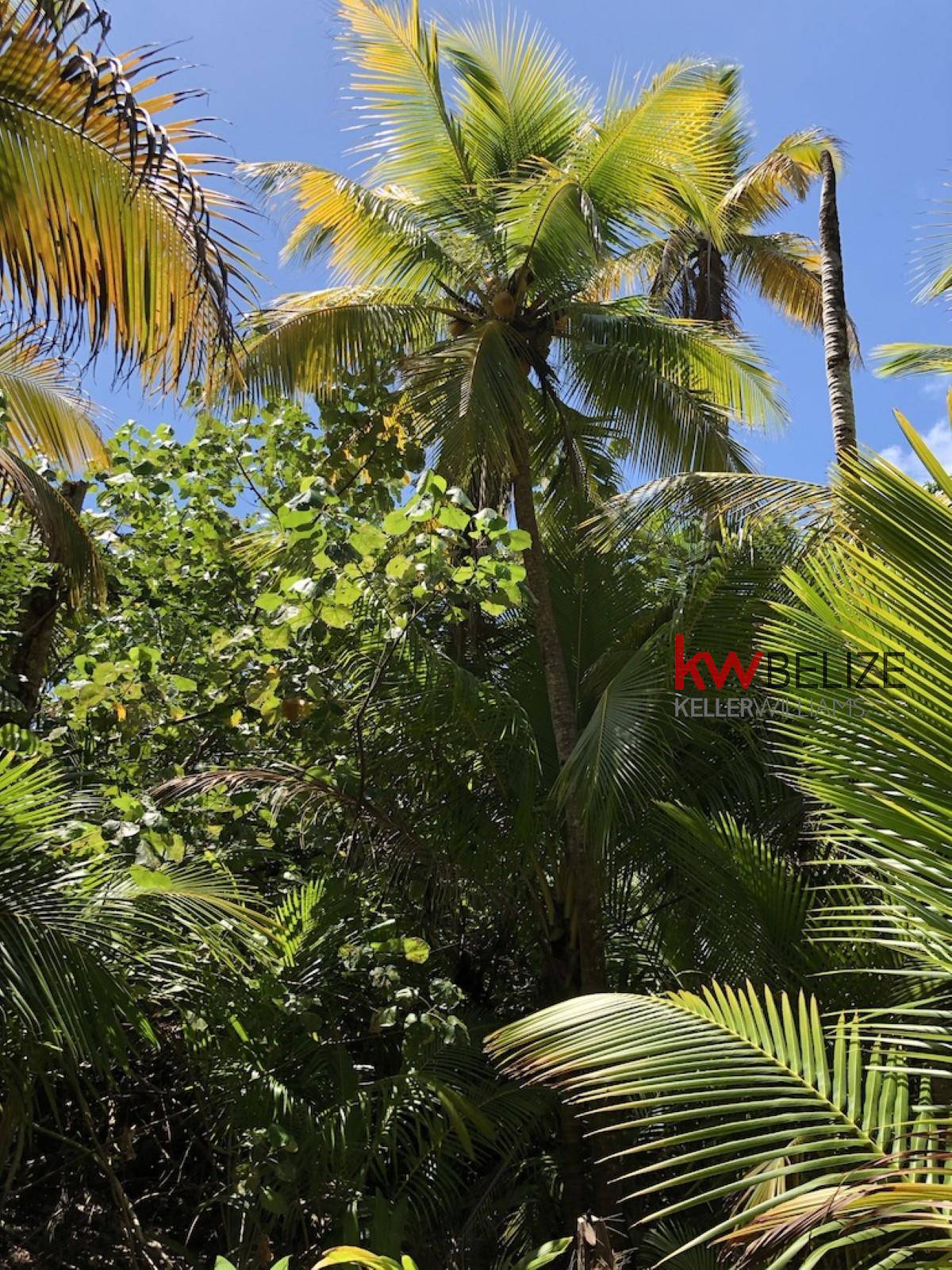 #Frenchman's Caye Punta Gorda Toledo District